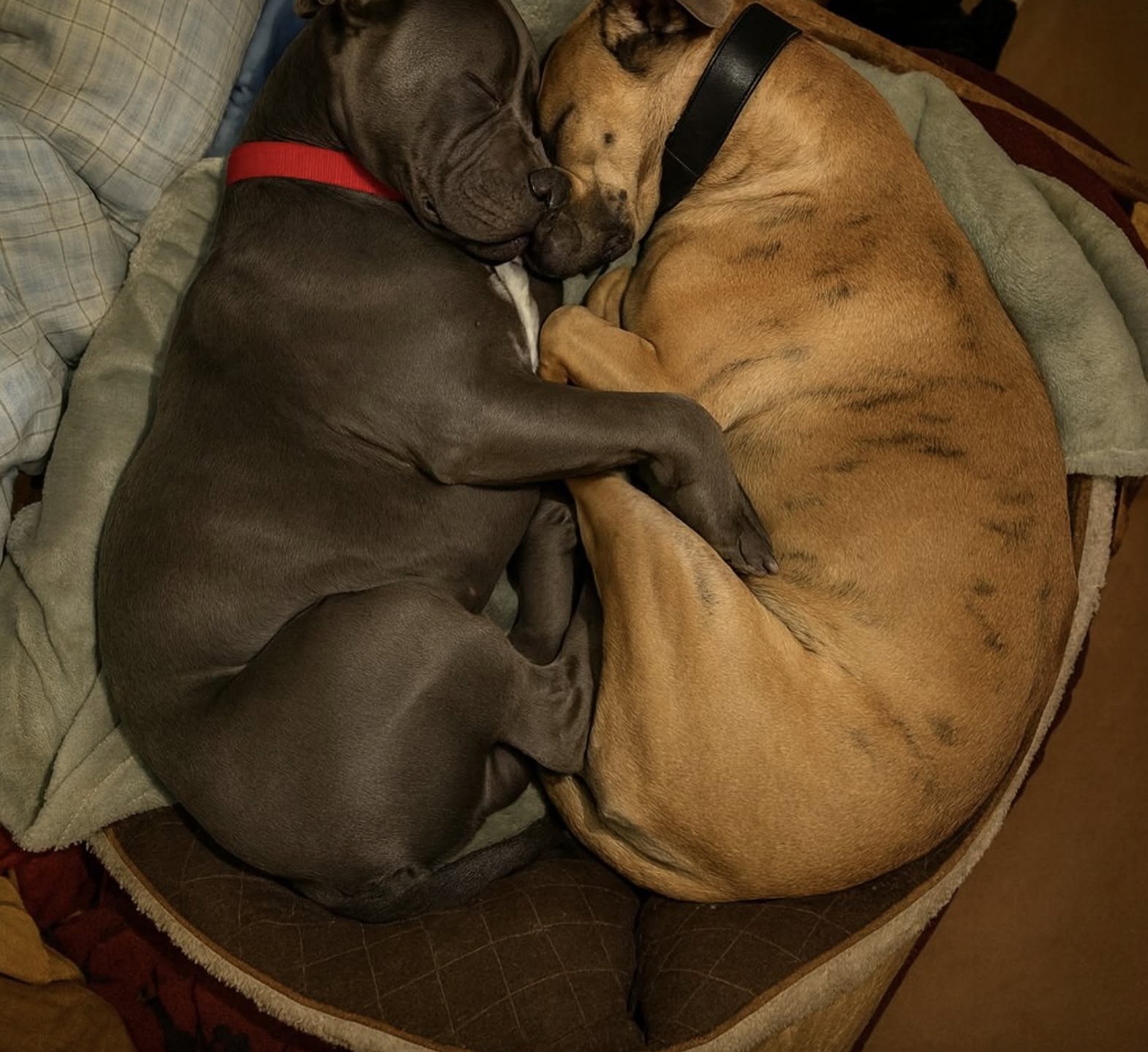 Affamati, magrissimi e infreddoliti, i due piccoli sono stati trovati stretti l'uno all'altro. Dopo il salvataggio, hanno continuato a rimanere inseparabili.