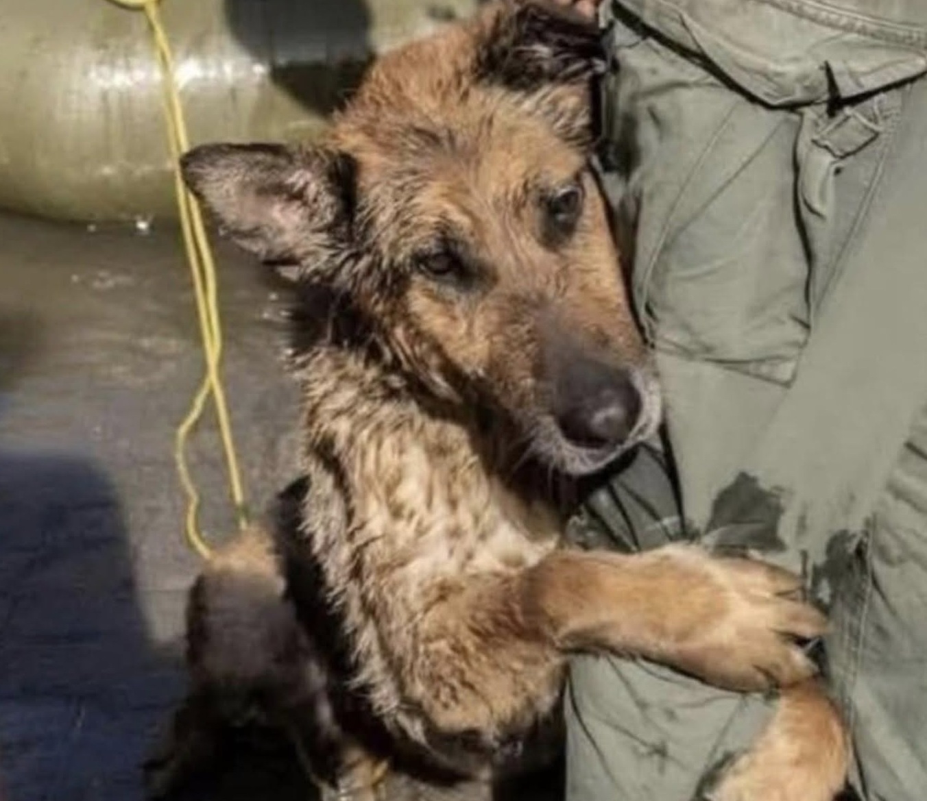 Tremante e sfinito, il cane era rimasto solo nell’acqua gelida. Dopo il salvataggio ha continuato a cercare la vicinanza dell’uomo che lo aveva aiutato.